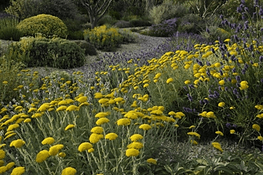 Des images de diff�rentes plantes